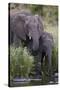 African Elephant (Loxodonta Africana) Drinking, Kruger National Park, South Africa, Africa-James Hager-Stretched Canvas