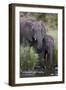 African Elephant (Loxodonta Africana) Drinking, Kruger National Park, South Africa, Africa-James Hager-Framed Photographic Print