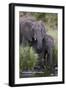 African Elephant (Loxodonta Africana) Drinking, Kruger National Park, South Africa, Africa-James Hager-Framed Photographic Print