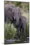 African Elephant (Loxodonta Africana) Drinking, Kruger National Park, South Africa, Africa-James Hager-Mounted Photographic Print