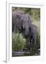 African Elephant (Loxodonta Africana) Drinking, Kruger National Park, South Africa, Africa-James Hager-Framed Photographic Print