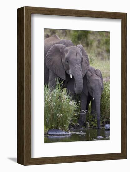 African Elephant (Loxodonta Africana) Drinking, Kruger National Park, South Africa, Africa-James Hager-Framed Photographic Print