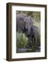 African Elephant (Loxodonta Africana) Drinking, Kruger National Park, South Africa, Africa-James Hager-Framed Photographic Print