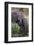 African Elephant (Loxodonta Africana) Drinking, Kruger National Park, South Africa, Africa-James Hager-Framed Photographic Print