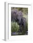 African Elephant (Loxodonta Africana) Drinking, Kruger National Park, South Africa, Africa-James Hager-Framed Photographic Print