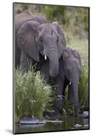 African Elephant (Loxodonta Africana) Drinking, Kruger National Park, South Africa, Africa-James Hager-Mounted Photographic Print