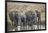 African elephant (Loxodonta africana) drinking, Mikumi National Park, Tanzania, East Africa, Africa-James Hager-Framed Photographic Print