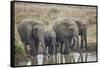 African elephant (Loxodonta africana) drinking, Mikumi National Park, Tanzania, East Africa, Africa-James Hager-Framed Stretched Canvas