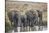 African elephant (Loxodonta africana) drinking, Mikumi National Park, Tanzania, East Africa, Africa-James Hager-Stretched Canvas