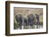 African elephant (Loxodonta africana) drinking, Mikumi National Park, Tanzania, East Africa, Africa-James Hager-Framed Photographic Print