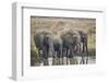 African elephant (Loxodonta africana) drinking, Mikumi National Park, Tanzania, East Africa, Africa-James Hager-Framed Photographic Print