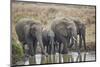 African elephant (Loxodonta africana) drinking, Mikumi National Park, Tanzania, East Africa, Africa-James Hager-Mounted Photographic Print