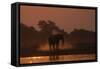 African elephant (Loxodonta africana) dusting at sunset, Chobe National Park, Botswana-Ann and Steve Toon-Framed Stretched Canvas