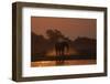 African elephant (Loxodonta africana) dusting at sunset, Chobe National Park, Botswana-Ann and Steve Toon-Framed Photographic Print