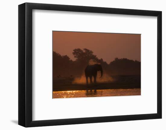 African elephant (Loxodonta africana) dusting at sunset, Chobe National Park, Botswana-Ann and Steve Toon-Framed Photographic Print