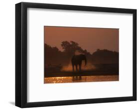 African elephant (Loxodonta africana) dusting at sunset, Chobe National Park, Botswana-Ann and Steve Toon-Framed Photographic Print