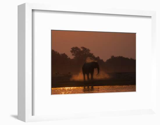 African elephant (Loxodonta africana) dusting at sunset, Chobe National Park, Botswana-Ann and Steve Toon-Framed Photographic Print