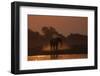 African elephant (Loxodonta africana) dusting at sunset, Chobe National Park, Botswana-Ann and Steve Toon-Framed Photographic Print