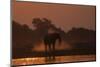 African elephant (Loxodonta africana) dusting at sunset, Chobe National Park, Botswana-Ann and Steve Toon-Mounted Photographic Print