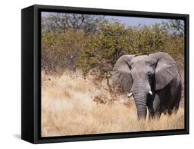 African Elephant (Loxodonta Africana), Etosha National Park, Namibia, Africa-Sergio Pitamitz-Framed Stretched Canvas