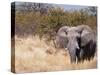 African Elephant (Loxodonta Africana), Etosha National Park, Namibia, Africa-Sergio Pitamitz-Stretched Canvas