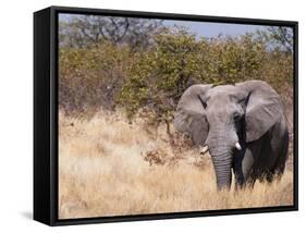 African Elephant (Loxodonta Africana), Etosha National Park, Namibia, Africa-Sergio Pitamitz-Framed Stretched Canvas