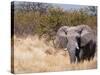 African Elephant (Loxodonta Africana), Etosha National Park, Namibia, Africa-Sergio Pitamitz-Stretched Canvas