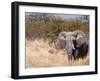 African Elephant (Loxodonta Africana), Etosha National Park, Namibia, Africa-Sergio Pitamitz-Framed Photographic Print