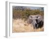 African Elephant (Loxodonta Africana), Etosha National Park, Namibia, Africa-Sergio Pitamitz-Framed Photographic Print