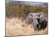 African Elephant (Loxodonta Africana), Etosha National Park, Namibia, Africa-Sergio Pitamitz-Mounted Photographic Print