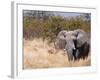 African Elephant (Loxodonta Africana), Etosha National Park, Namibia, Africa-Sergio Pitamitz-Framed Photographic Print