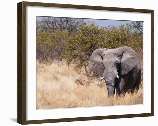 African Elephant (Loxodonta Africana), Etosha National Park, Namibia, Africa-Sergio Pitamitz-Framed Photographic Print