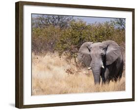 African Elephant (Loxodonta Africana), Etosha National Park, Namibia, Africa-Sergio Pitamitz-Framed Photographic Print