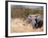 African Elephant (Loxodonta Africana), Etosha National Park, Namibia, Africa-Sergio Pitamitz-Framed Photographic Print