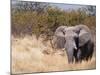 African Elephant (Loxodonta Africana), Etosha National Park, Namibia, Africa-Sergio Pitamitz-Mounted Photographic Print