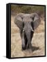 African Elephant (Loxodonta Africana), Etosha National Park, Namibia, Africa-Sergio Pitamitz-Framed Stretched Canvas