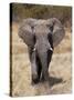 African Elephant (Loxodonta Africana), Etosha National Park, Namibia, Africa-Sergio Pitamitz-Stretched Canvas