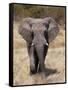 African Elephant (Loxodonta Africana), Etosha National Park, Namibia, Africa-Sergio Pitamitz-Framed Stretched Canvas