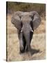 African Elephant (Loxodonta Africana), Etosha National Park, Namibia, Africa-Sergio Pitamitz-Stretched Canvas