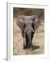 African Elephant (Loxodonta Africana), Etosha National Park, Namibia, Africa-Sergio Pitamitz-Framed Photographic Print