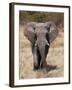 African Elephant (Loxodonta Africana), Etosha National Park, Namibia, Africa-Sergio Pitamitz-Framed Photographic Print