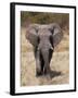 African Elephant (Loxodonta Africana), Etosha National Park, Namibia, Africa-Sergio Pitamitz-Framed Photographic Print