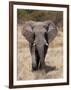 African Elephant (Loxodonta Africana), Etosha National Park, Namibia, Africa-Sergio Pitamitz-Framed Photographic Print