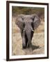 African Elephant (Loxodonta Africana), Etosha National Park, Namibia, Africa-Sergio Pitamitz-Framed Photographic Print