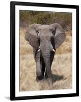 African Elephant (Loxodonta Africana), Etosha National Park, Namibia, Africa-Sergio Pitamitz-Framed Photographic Print