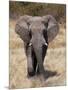 African Elephant (Loxodonta Africana), Etosha National Park, Namibia, Africa-Sergio Pitamitz-Mounted Photographic Print