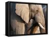 African Elephant (Loxodonta Africana), Etosha National Park, Namibia, Africa-Sergio Pitamitz-Framed Stretched Canvas