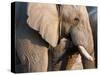 African Elephant (Loxodonta Africana), Etosha National Park, Namibia, Africa-Sergio Pitamitz-Stretched Canvas