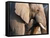 African Elephant (Loxodonta Africana), Etosha National Park, Namibia, Africa-Sergio Pitamitz-Framed Stretched Canvas