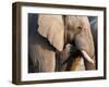 African Elephant (Loxodonta Africana), Etosha National Park, Namibia, Africa-Sergio Pitamitz-Framed Photographic Print